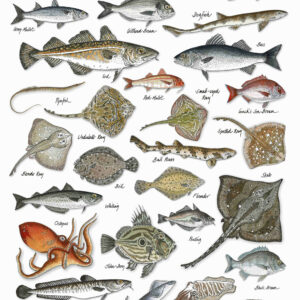 Lyme Bay Fish Posters